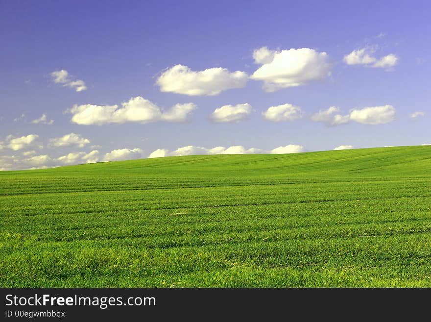 Green Field and Blue Cloudy Sky. Spring time. Green Field and Blue Cloudy Sky. Spring time