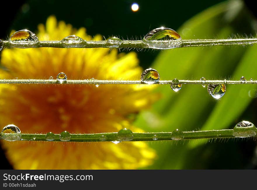 Dew drops on grass strings, extreme macro. Dew drops on grass strings, extreme macro.