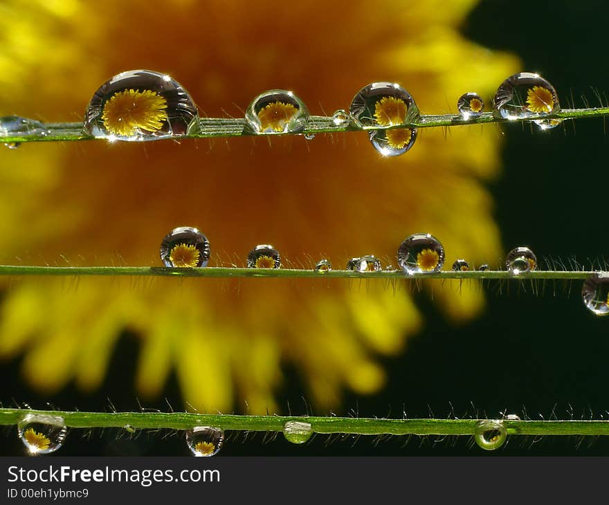 Dew drops on grass strings, extreme macro. Dew drops on grass strings, extreme macro.