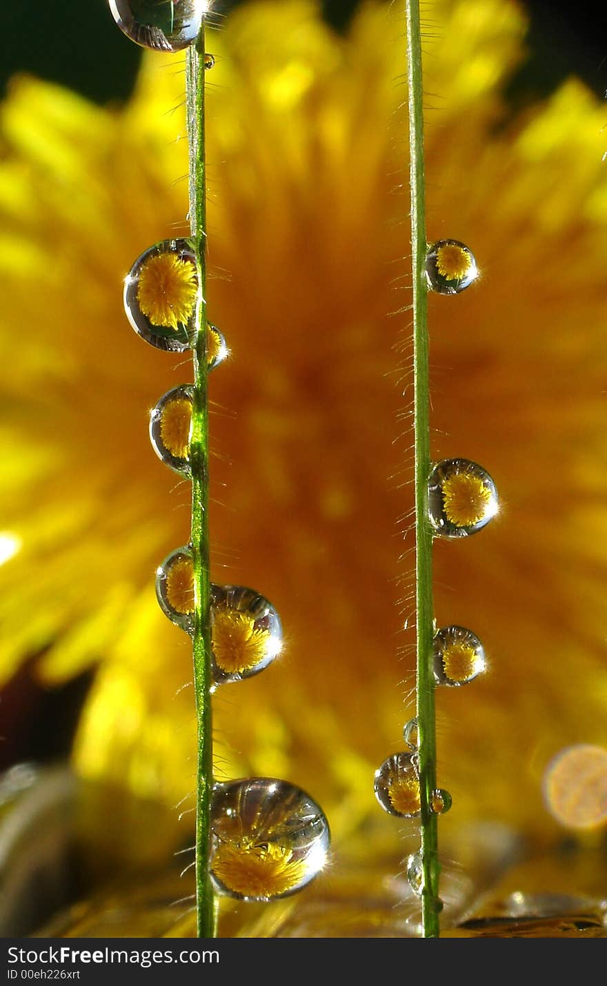 Dew drops on grass strings, extreme macro. Dew drops on grass strings, extreme macro.