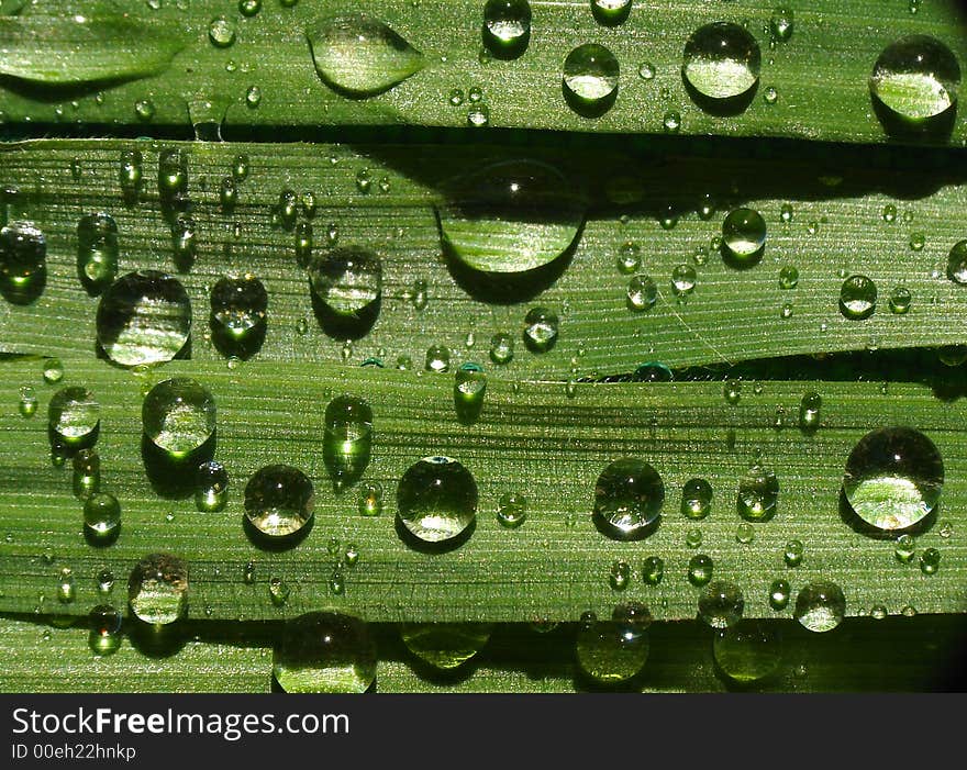 Dew drops on a grass, extreme macro