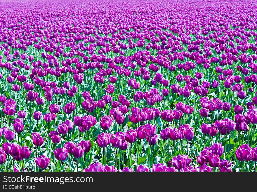 Endless purple tulips in Skagit Valley, WA