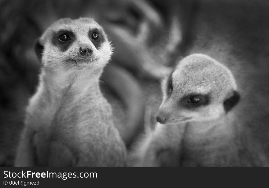 Two meerkats standing in black and white