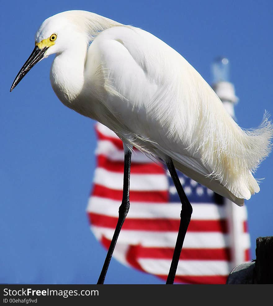 American egret