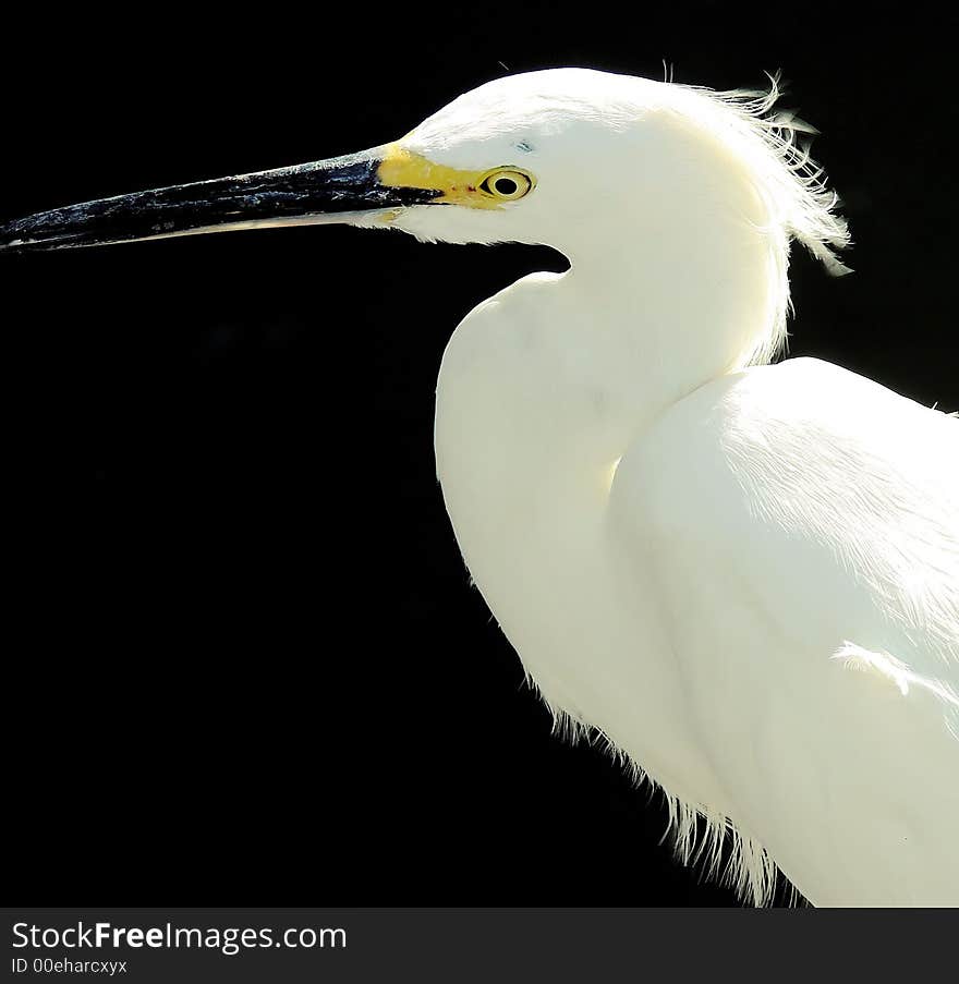 This is a snowy egret closeup