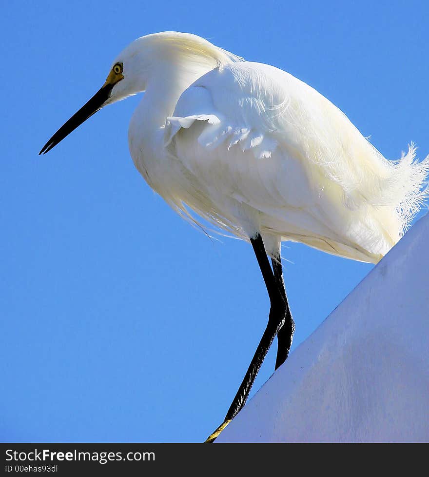 This is a snowy egret closeup