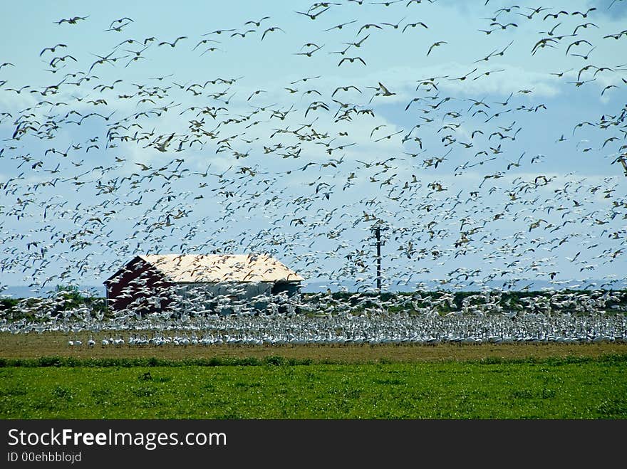 A flock of Snow Geese near La Conner, WA. A flock of Snow Geese near La Conner, WA