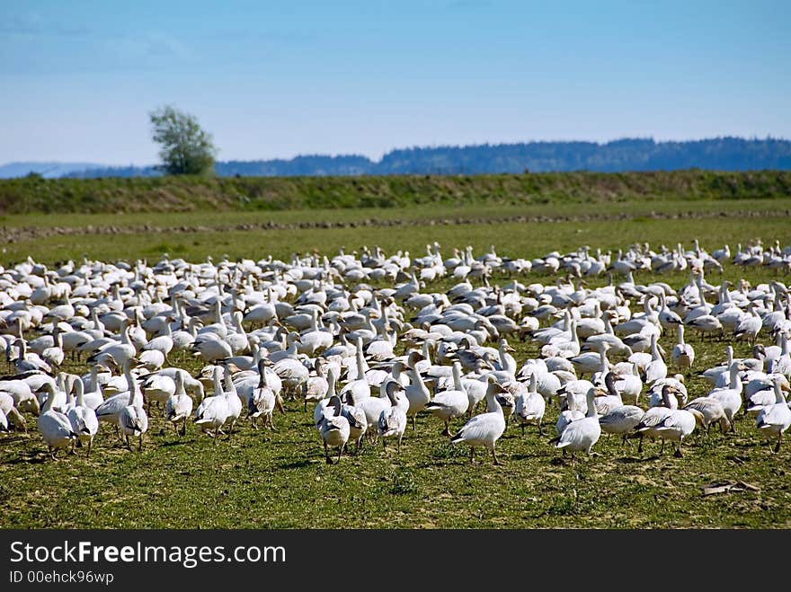 Snow Geese Flock