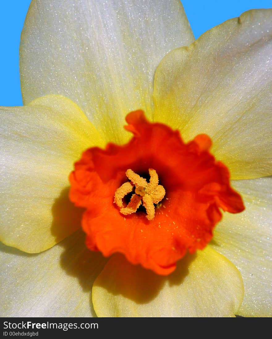 Close-up photo of a daffodil in springtime. Close-up photo of a daffodil in springtime