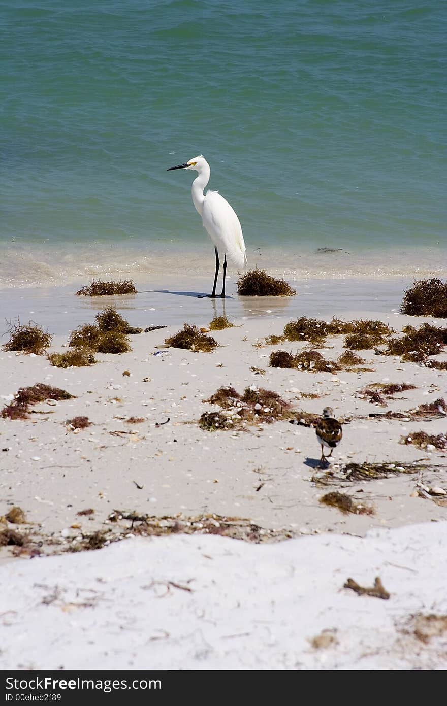 Snowy egret