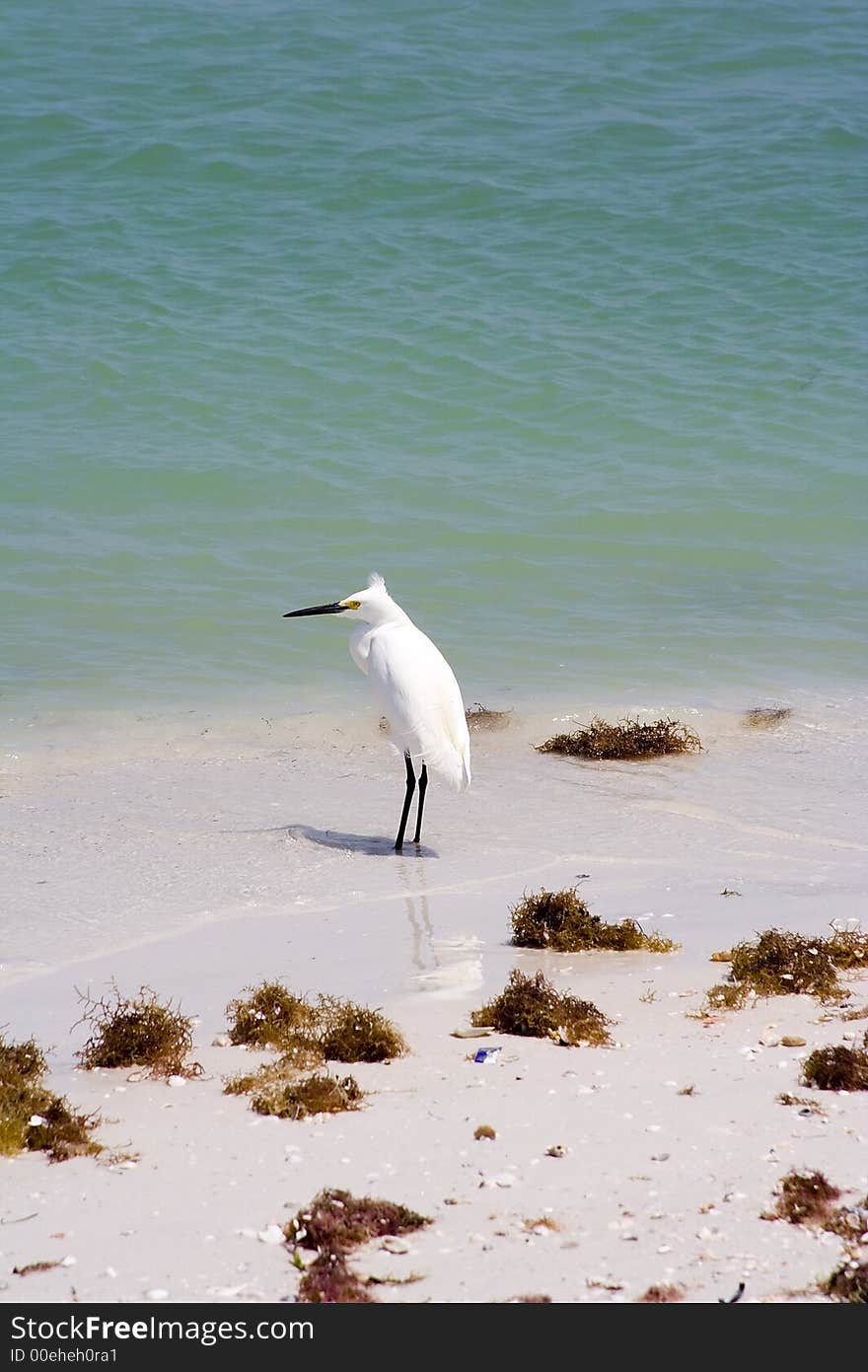 Snowy egret