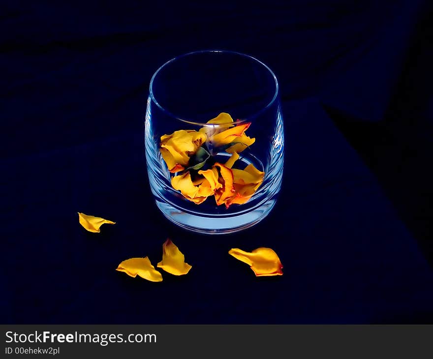 Yellow rose petals and glass on blue background