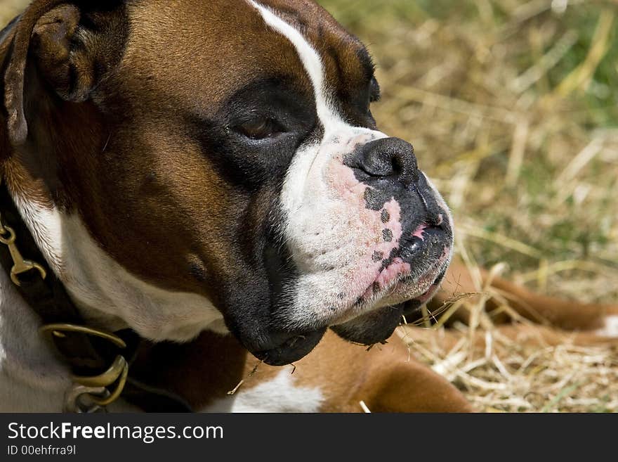 Brown boxer close up photo