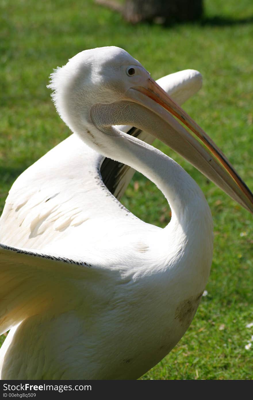 White Pelican flexing wings on a field