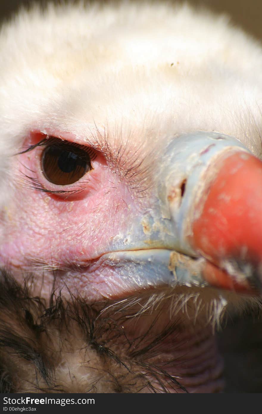 Evil staring eye of a white headed vulture. Evil staring eye of a white headed vulture