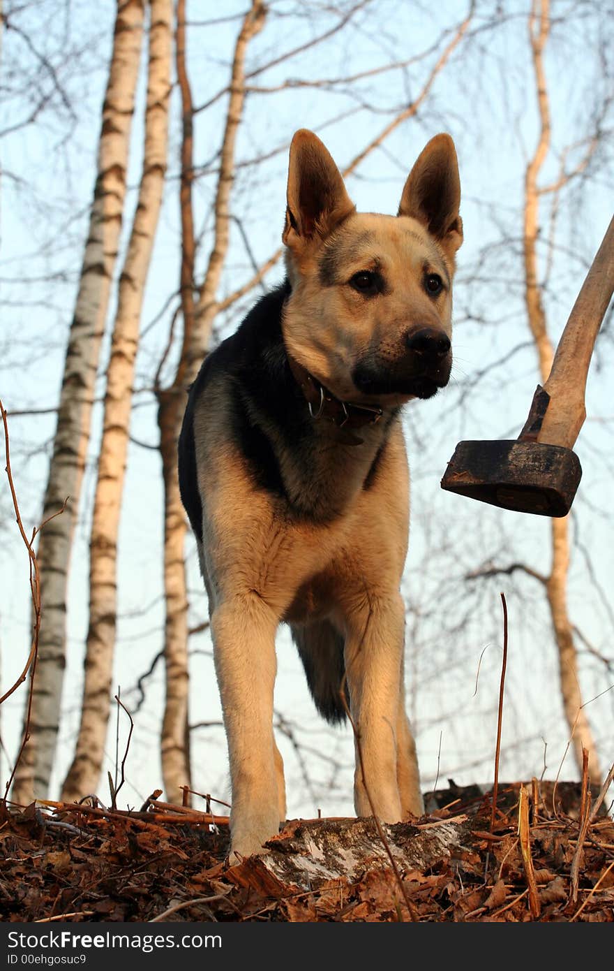 Alsatian dog at birch forest and part of axe near his head. Alsatian dog at birch forest and part of axe near his head.