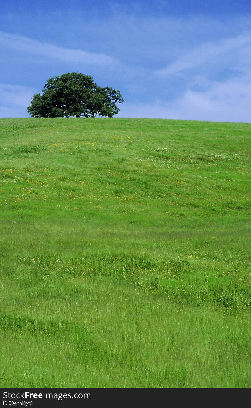 An tree in a field in front of a blu sky. An tree in a field in front of a blu sky