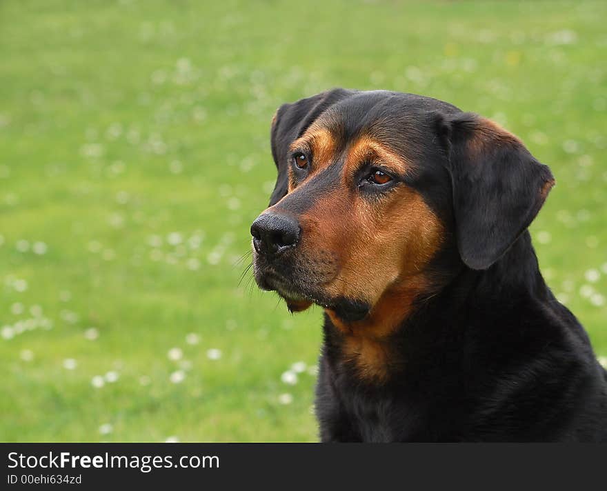 Portrait of a dog in the park. Portrait of a dog in the park