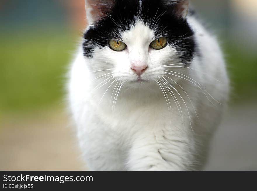 Close up of a walking cat looking at the camera