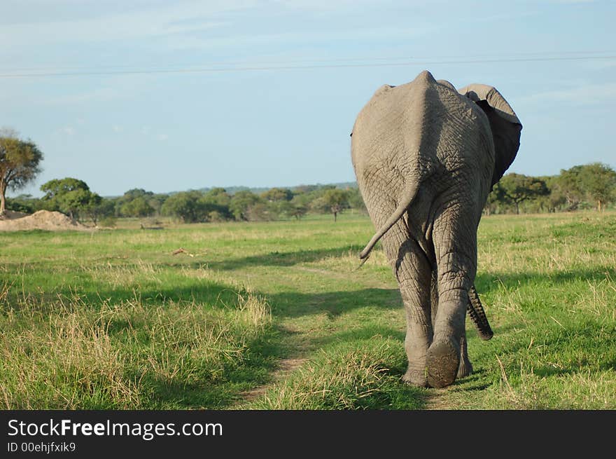 A rear view of a elephant bull at Chaminuka. A rear view of a elephant bull at Chaminuka