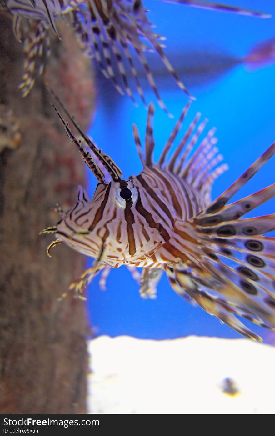 Lionfish Up Close