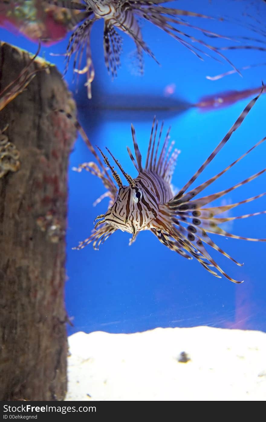 Lionfish Coming Close