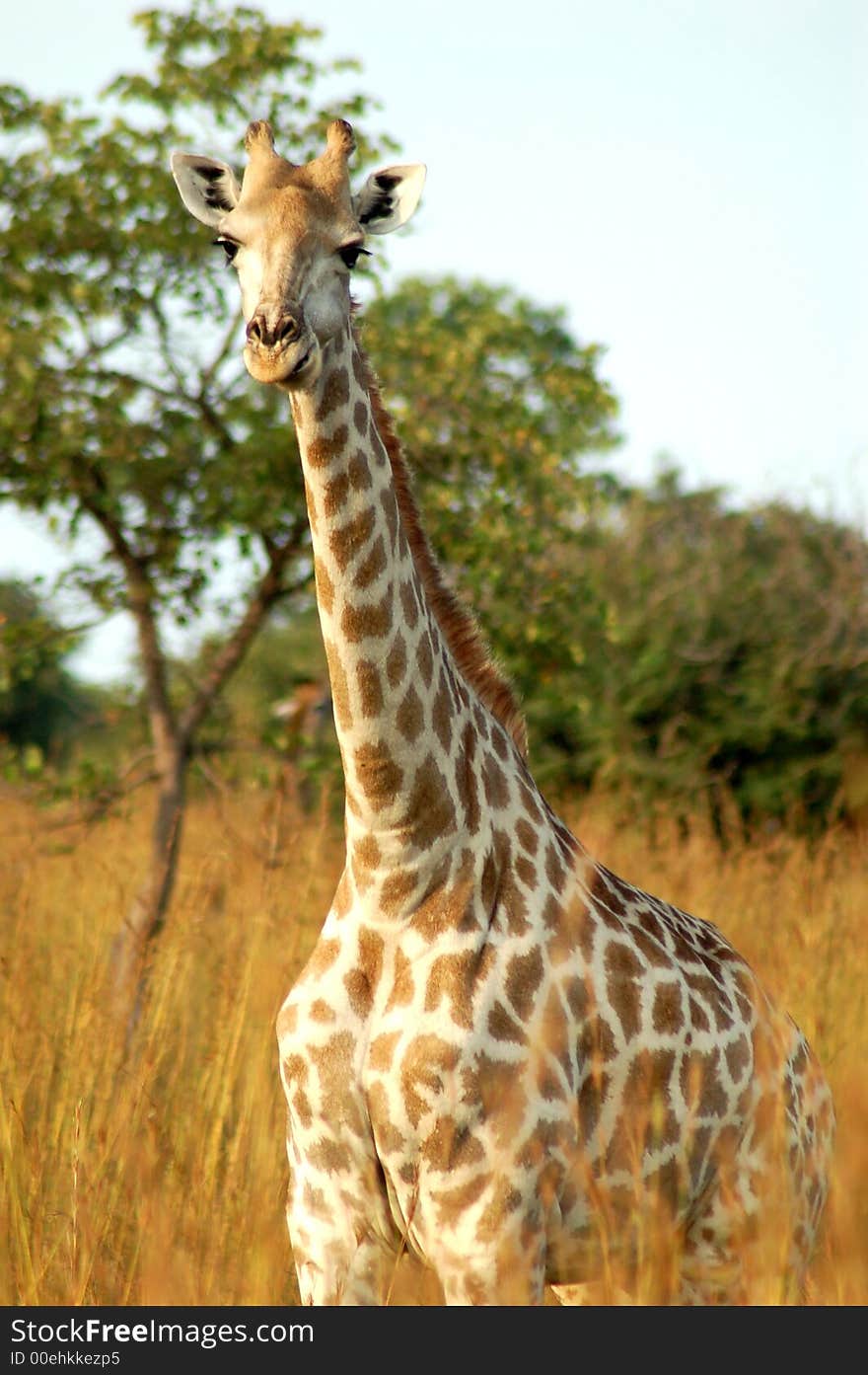 A female giraffe keeps watch