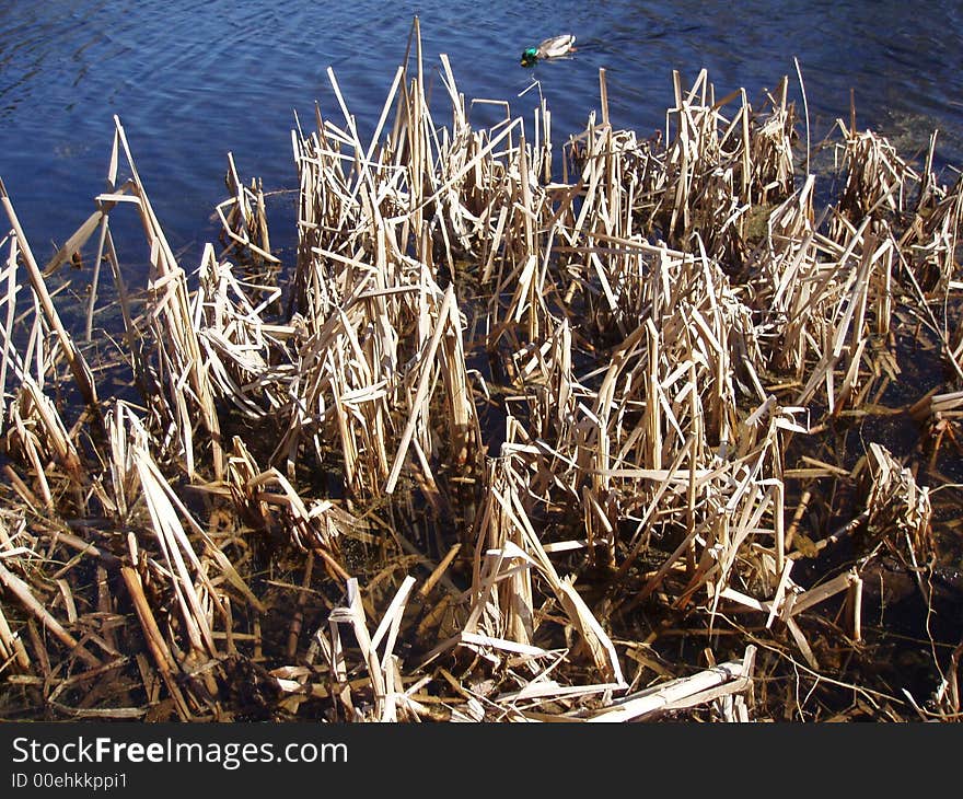 Pond and straw