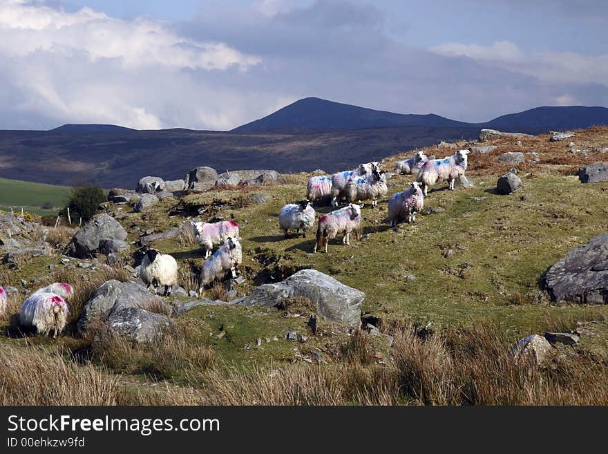 Sheep On The Rocks