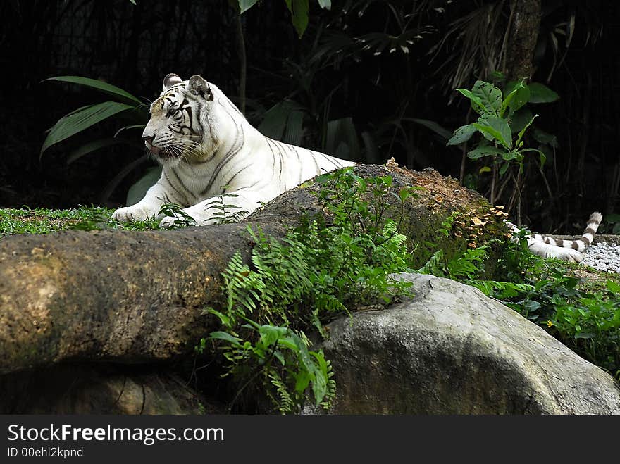 A scenic view of the white tiger