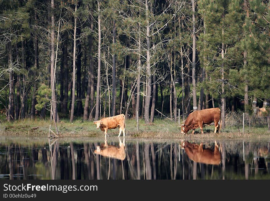 Reflex of two cows in the water. Reflex of two cows in the water