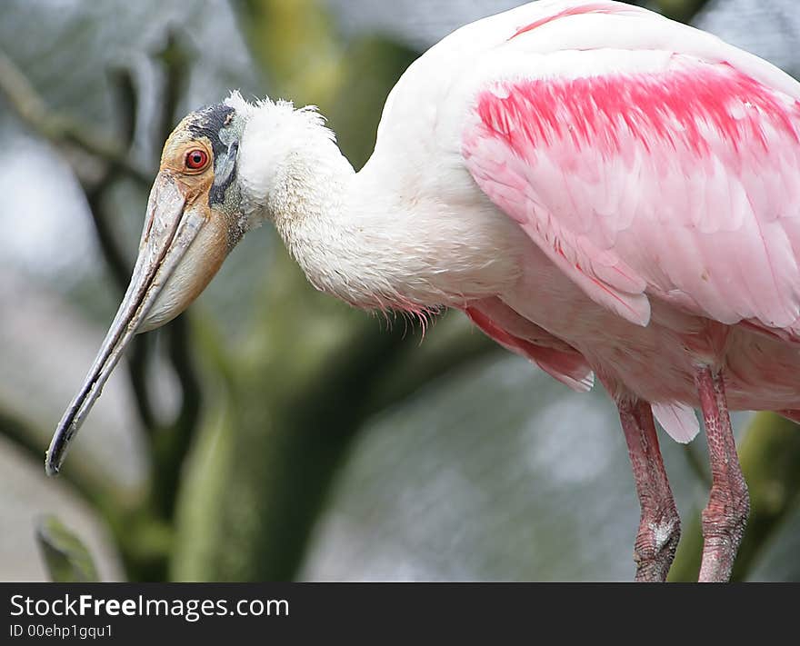 Roseate Spoonbill 2