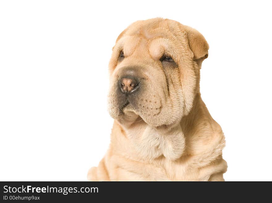 Looking sharpei pup