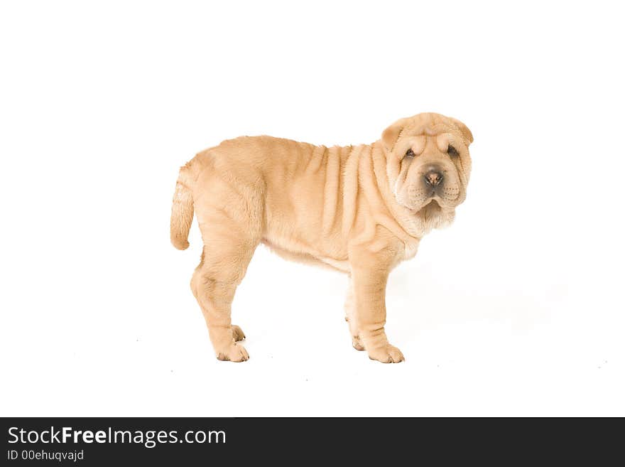 Standing sharpei pup