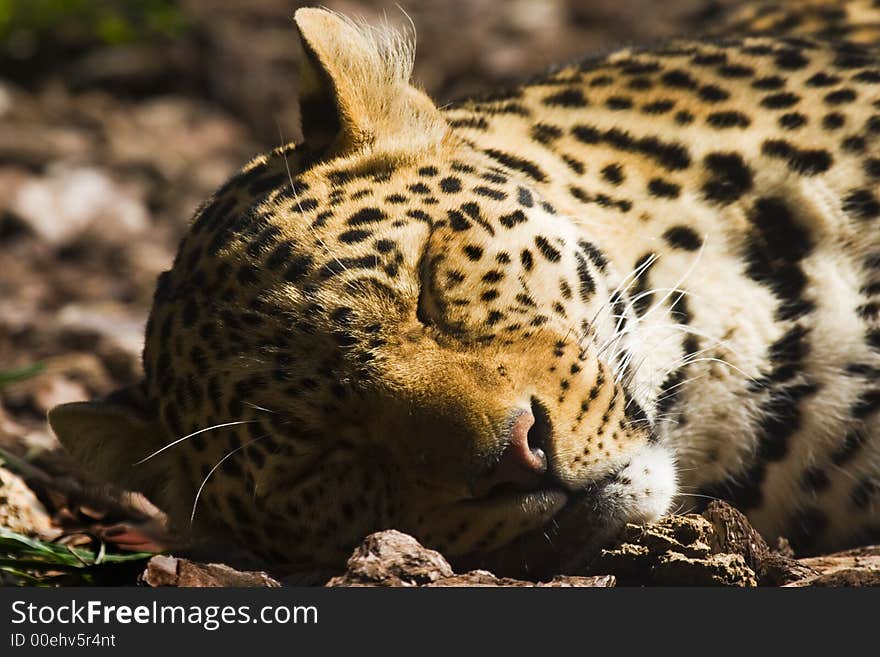 Leopard sleeping in the ground of a zoo. Leopard sleeping in the ground of a zoo