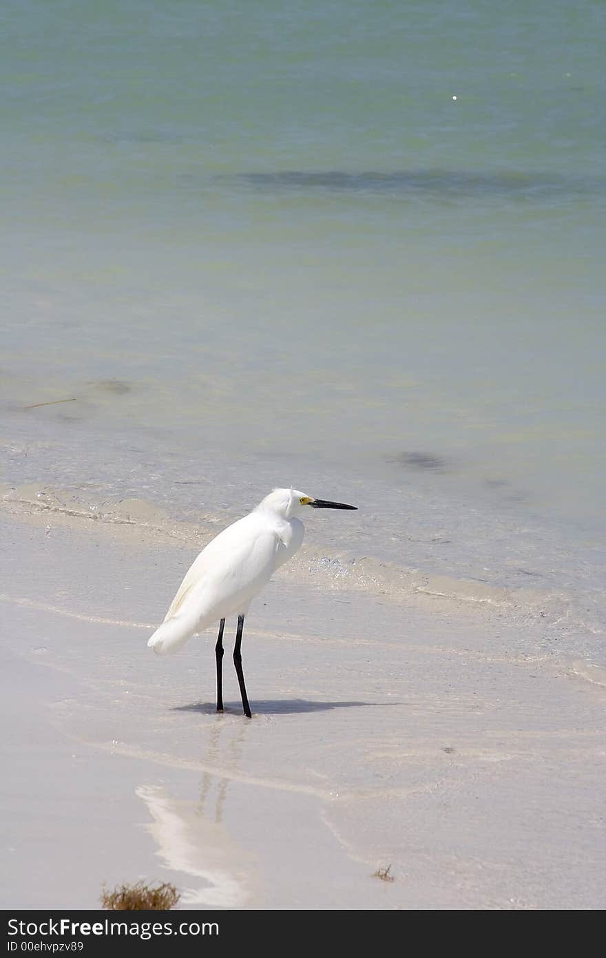 Snowy egret