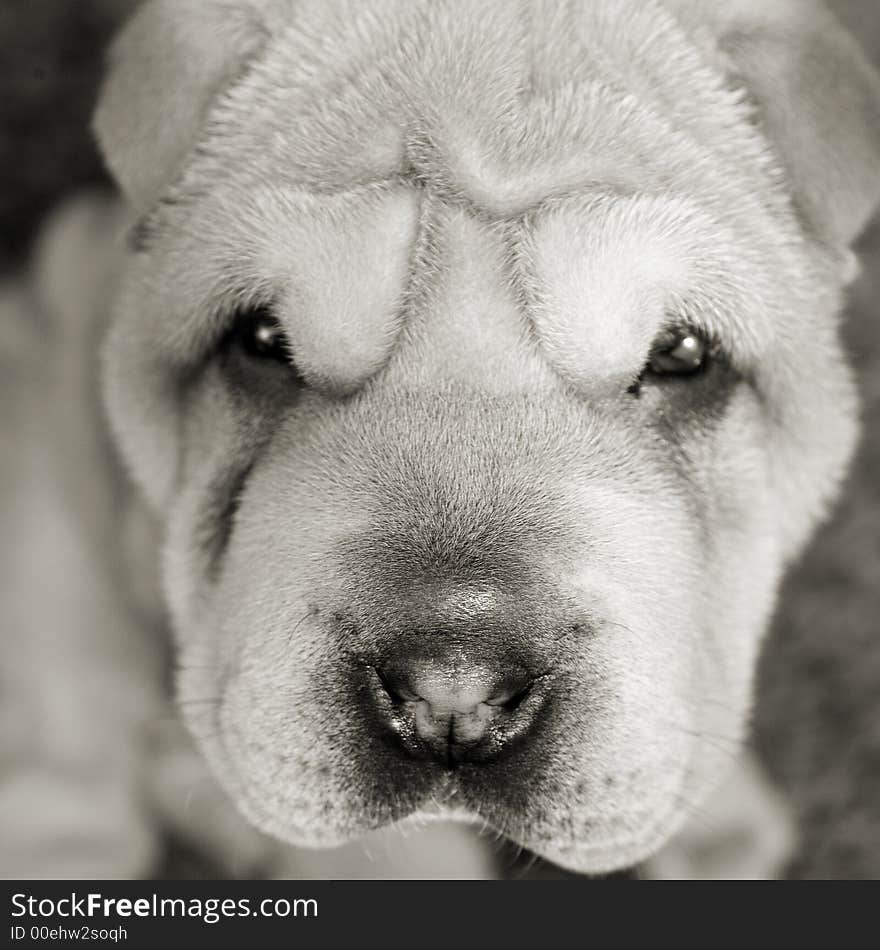 A sad looking puppy portrait in the studio. A sad looking puppy portrait in the studio