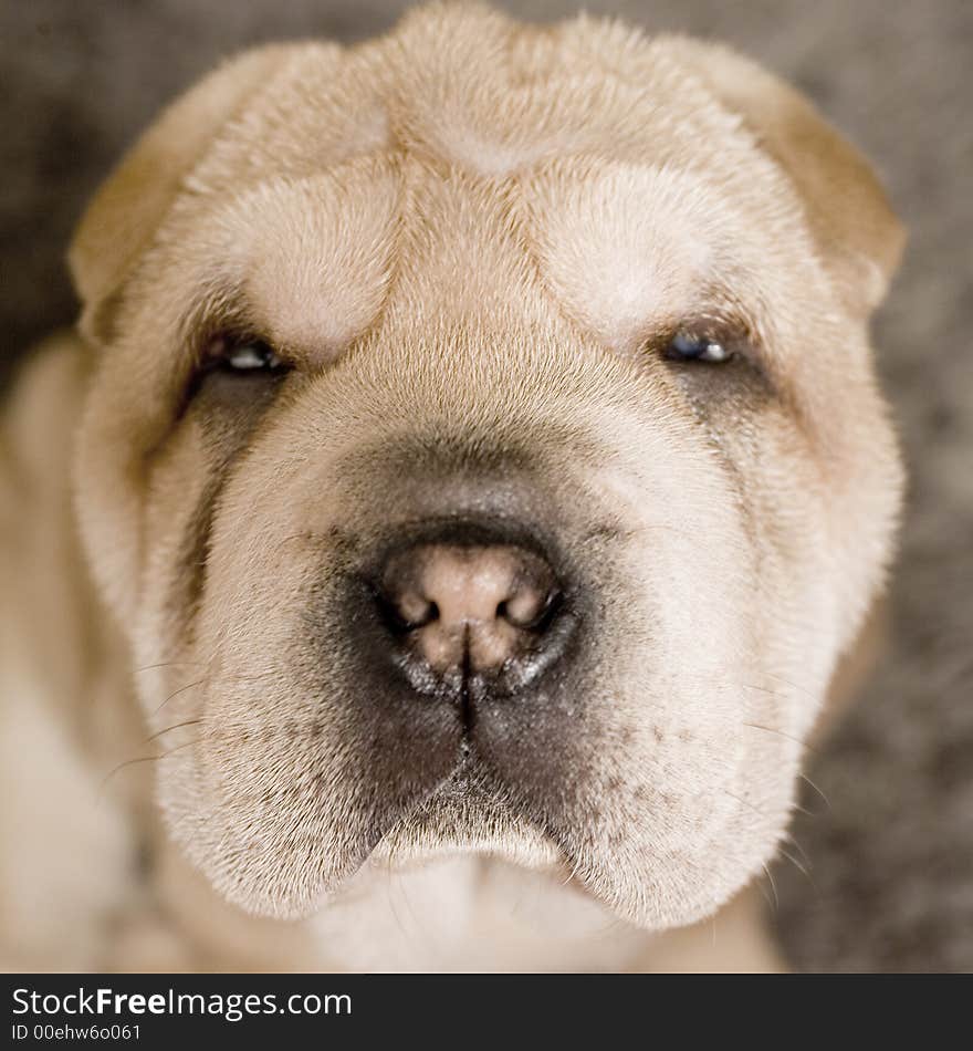 A sad looking puppy portrait in the studio. A sad looking puppy portrait in the studio