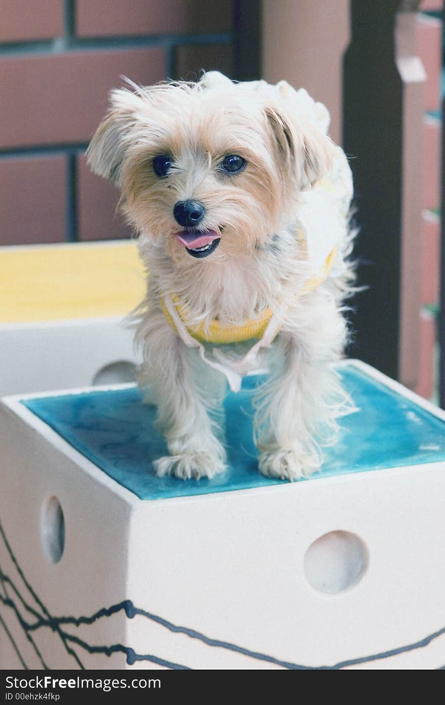 Cute little dog standing on a rock stool