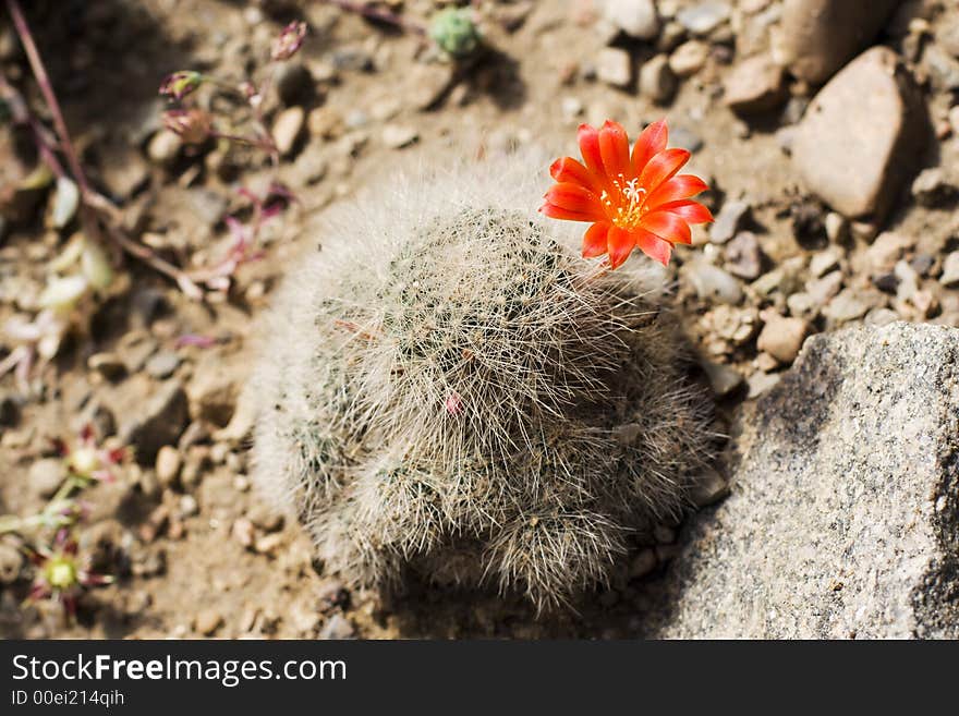 Blooming Cactus in the nature