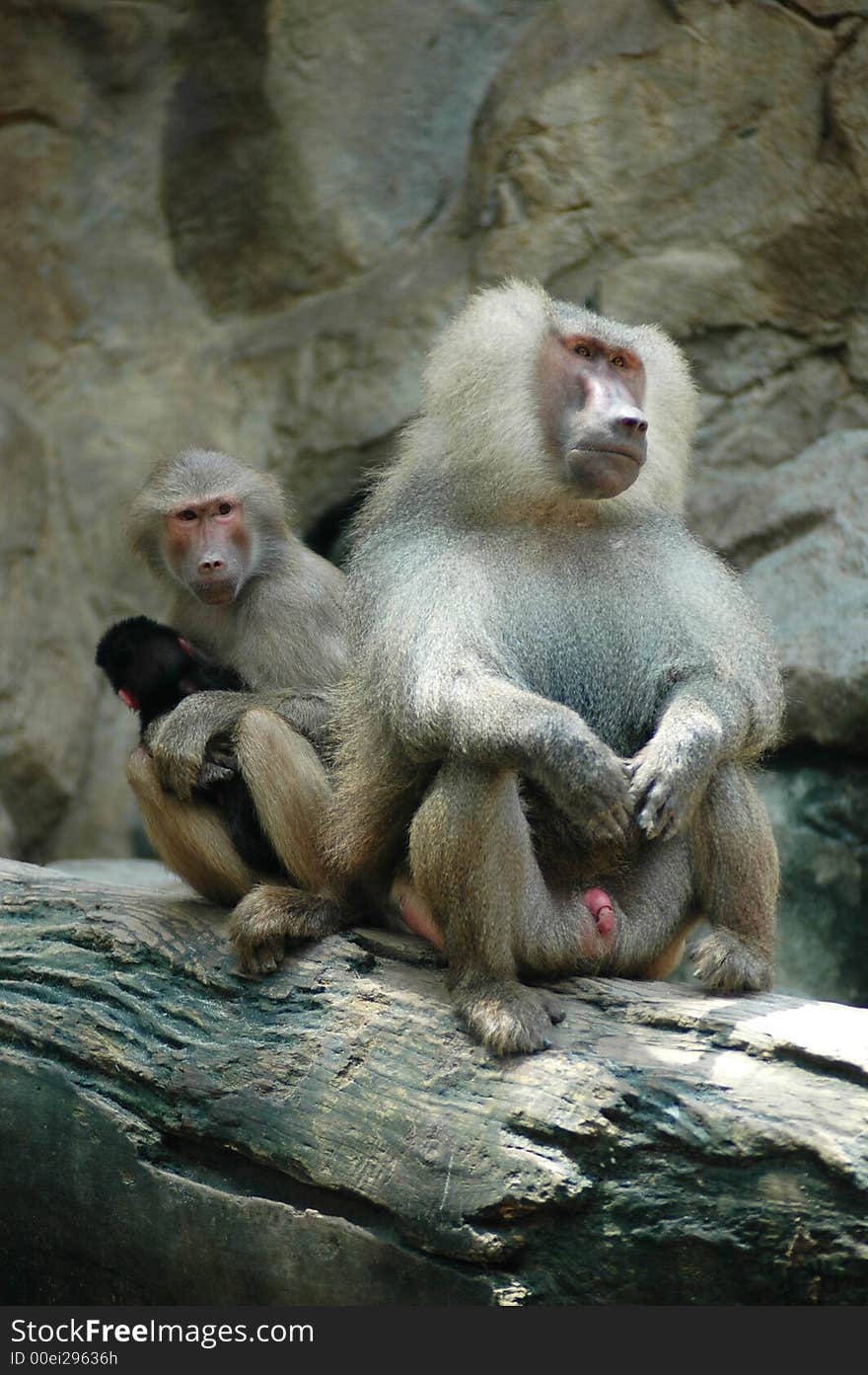 Family of Hamadryas Baboon with offspring at the zoo