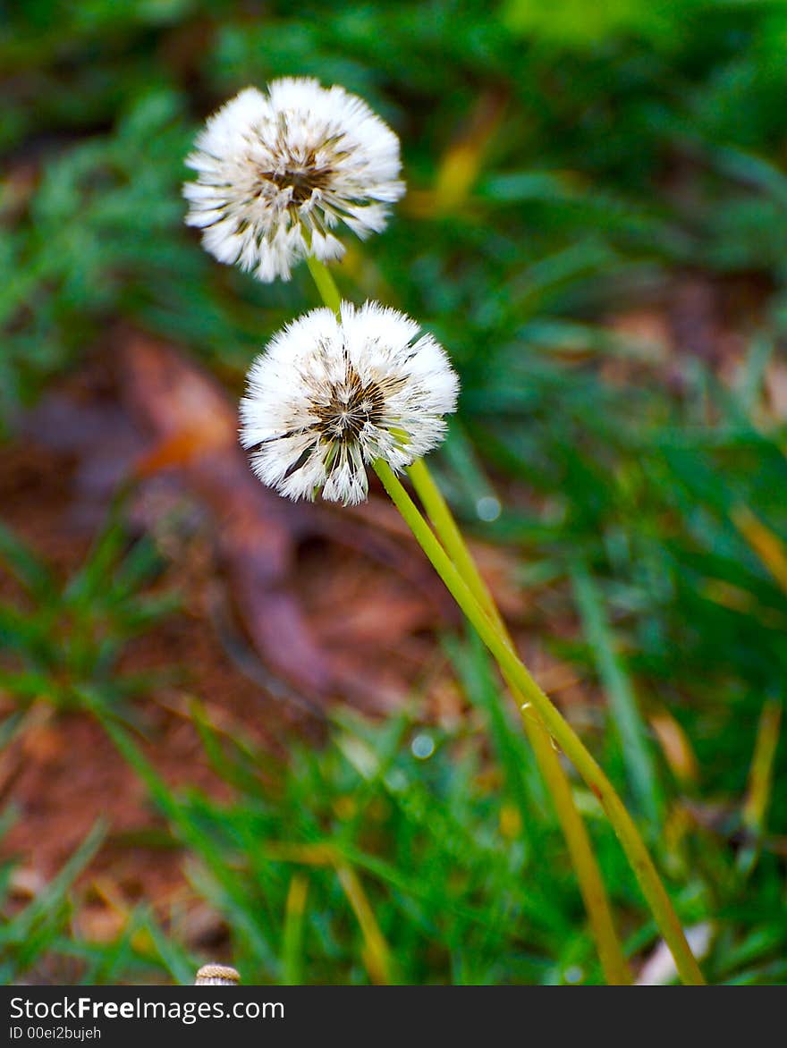 Dandelion