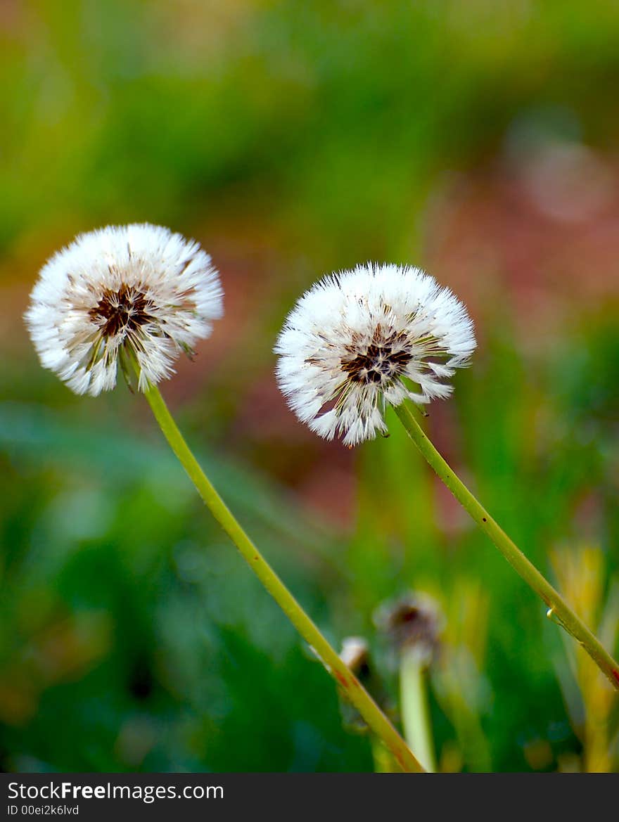 Dandelion