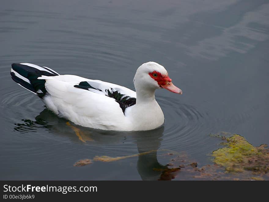 A duck in the blue water lake. A duck in the blue water lake