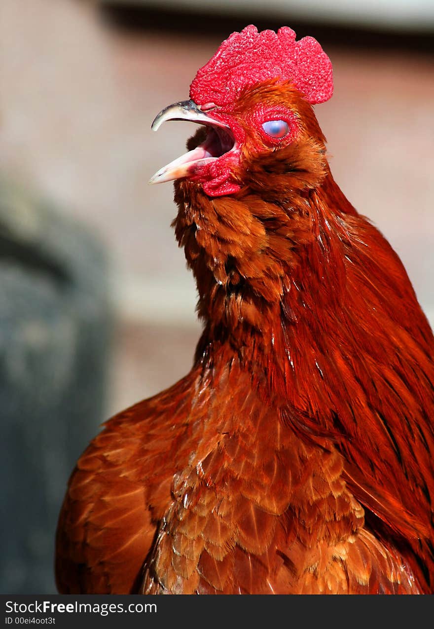 Banty rooster crowing and making lots of noise. Banty rooster crowing and making lots of noise