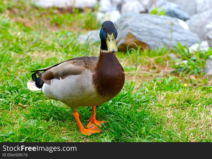 A duck standing on a green grass