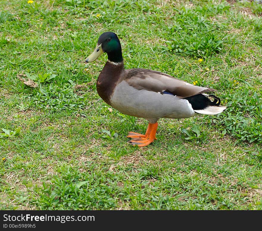 A duck standing on a green grass