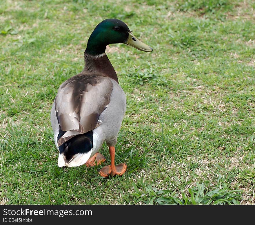 A duck standing on a green grass