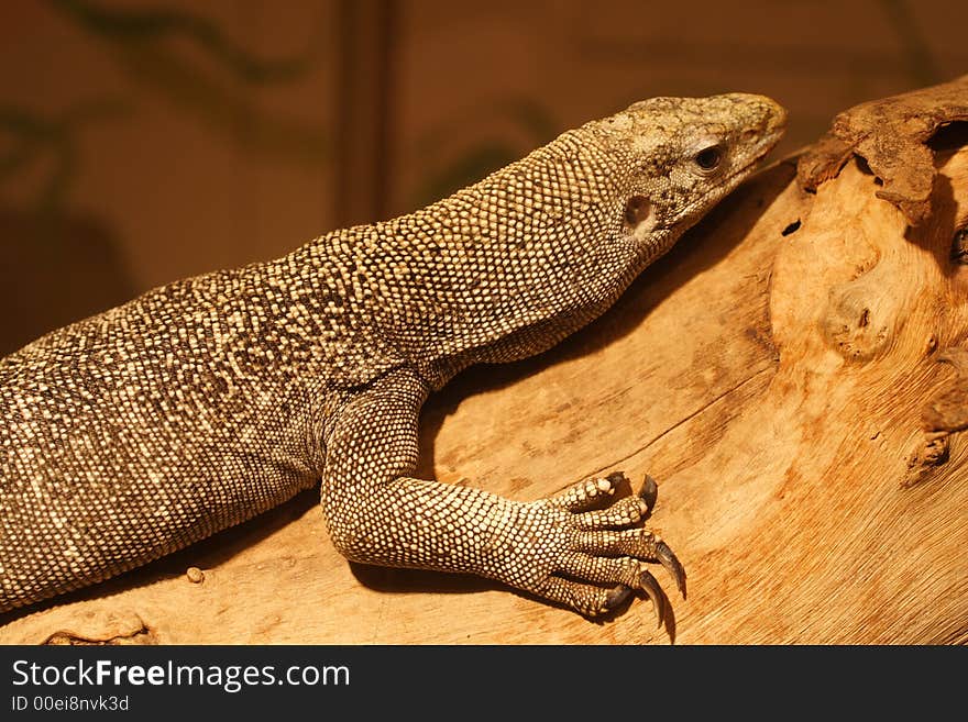 Head and shoulders of a lizard sunning itself on a log. Head and shoulders of a lizard sunning itself on a log