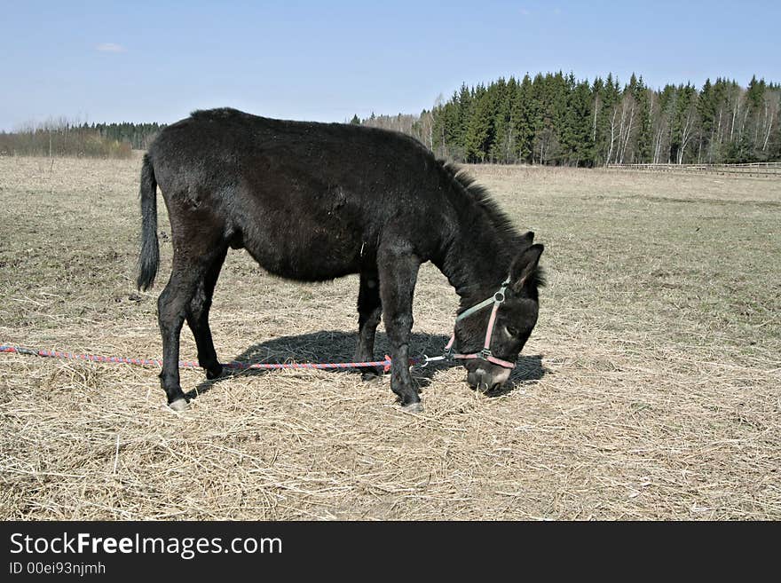 A baby donkey feeding on a hay field